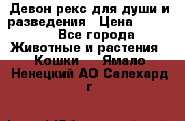 Девон рекс для души и разведения › Цена ­ 20 000 - Все города Животные и растения » Кошки   . Ямало-Ненецкий АО,Салехард г.